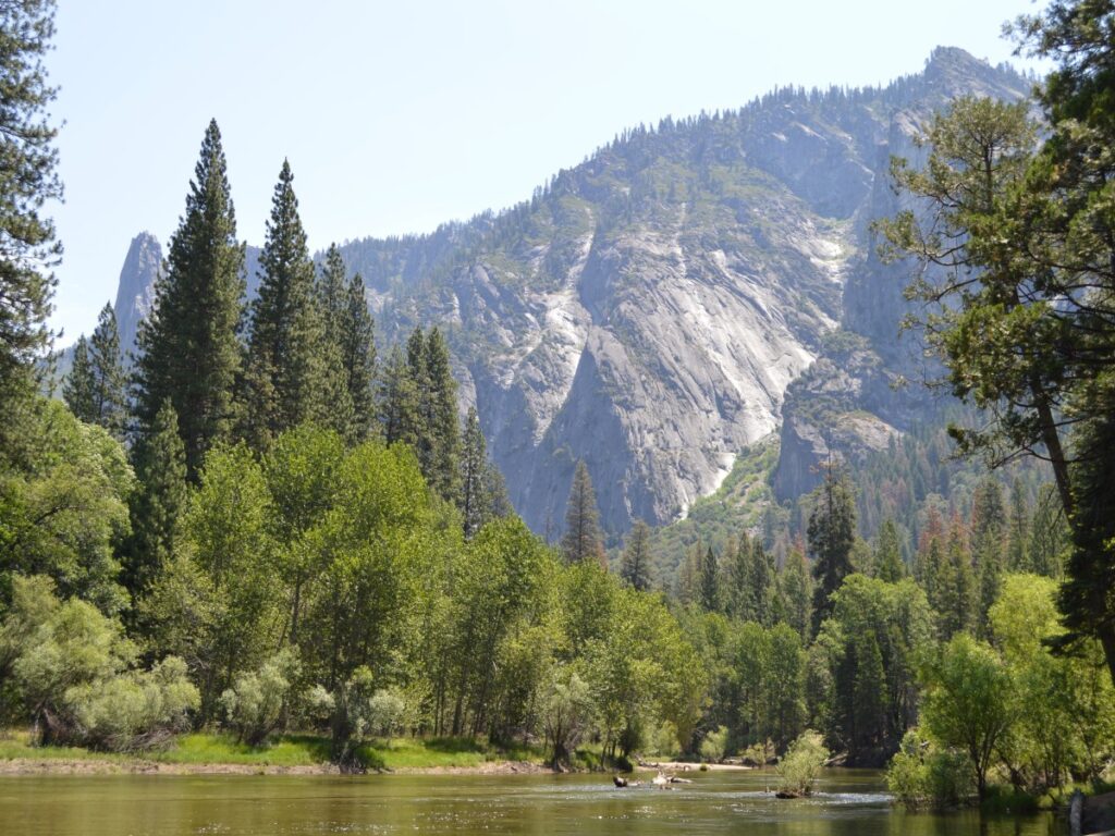 Yosemite mountains and pine trees