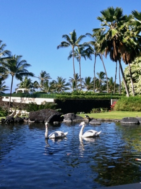 two birds swimming in Hawaii