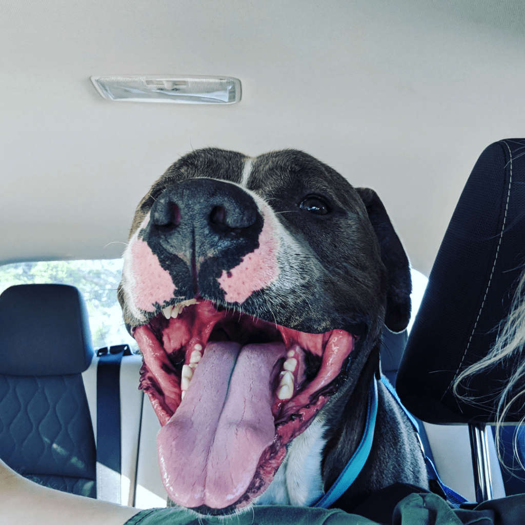 image of a happy dog in the back seat of a car waiting to go on a road trip with his family