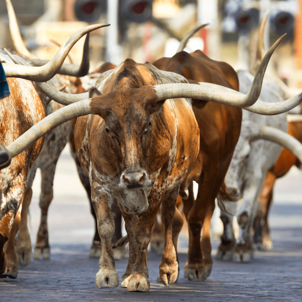 Texas Longhorns At The Fort Worth Stockyards