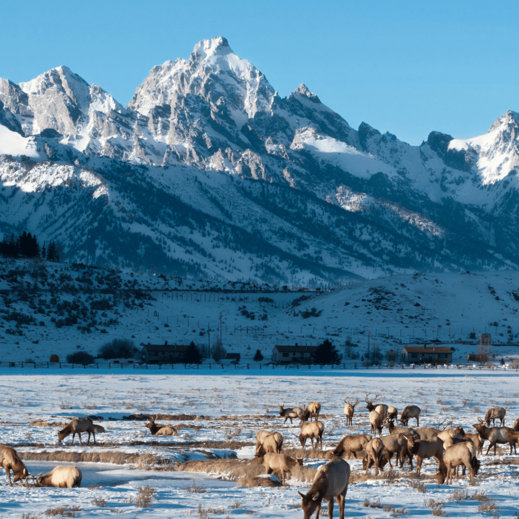 Elk reserve in Jackson Hole, Wyoming representing the top winter road trip destinations